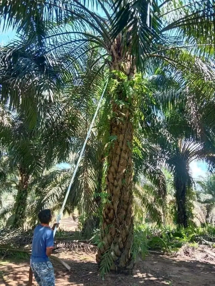 Petani Hampir Putus Asa, Pemanen Terancam Hilang Pekerjaan