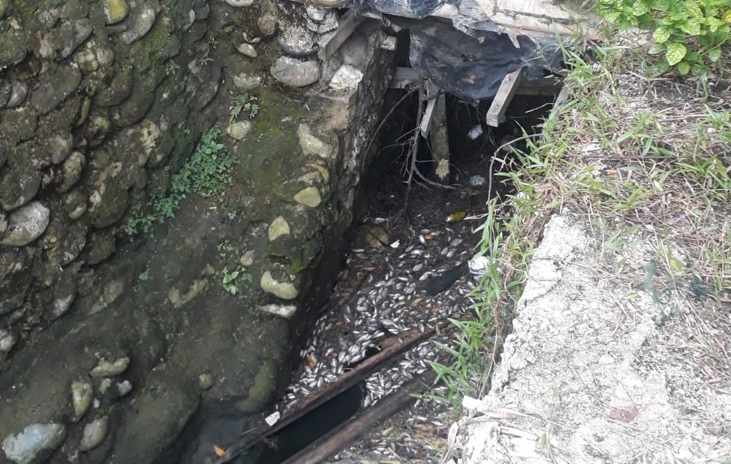 Banyak Ikan Mati di Sungai Wayhawang, Kadis DLH : Ambil Sampel Lab Tanpa Ahli Tidak Prosedural