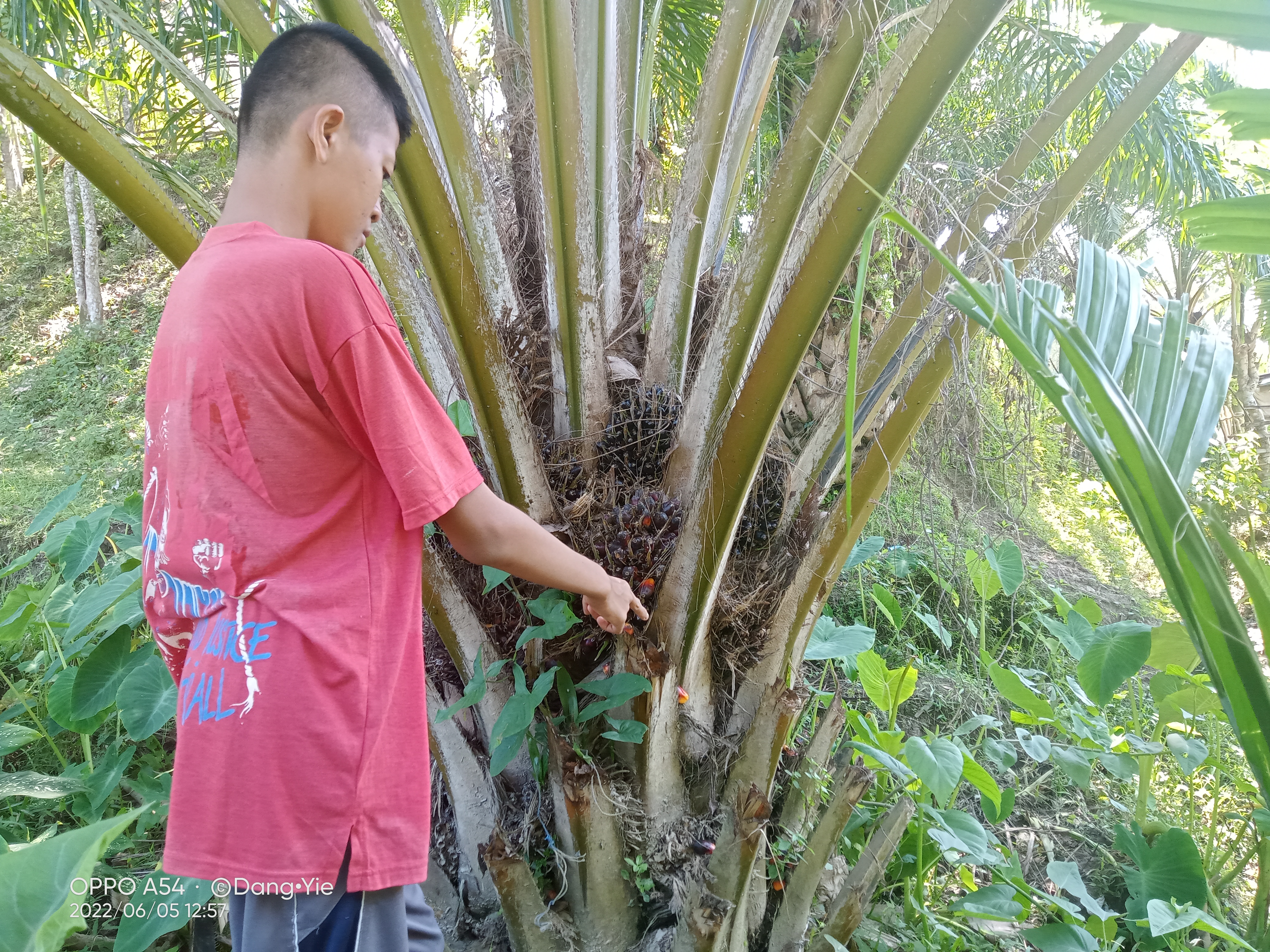 Pabrik Sawit Dibuka Terbatas, Harga Turun Lagi