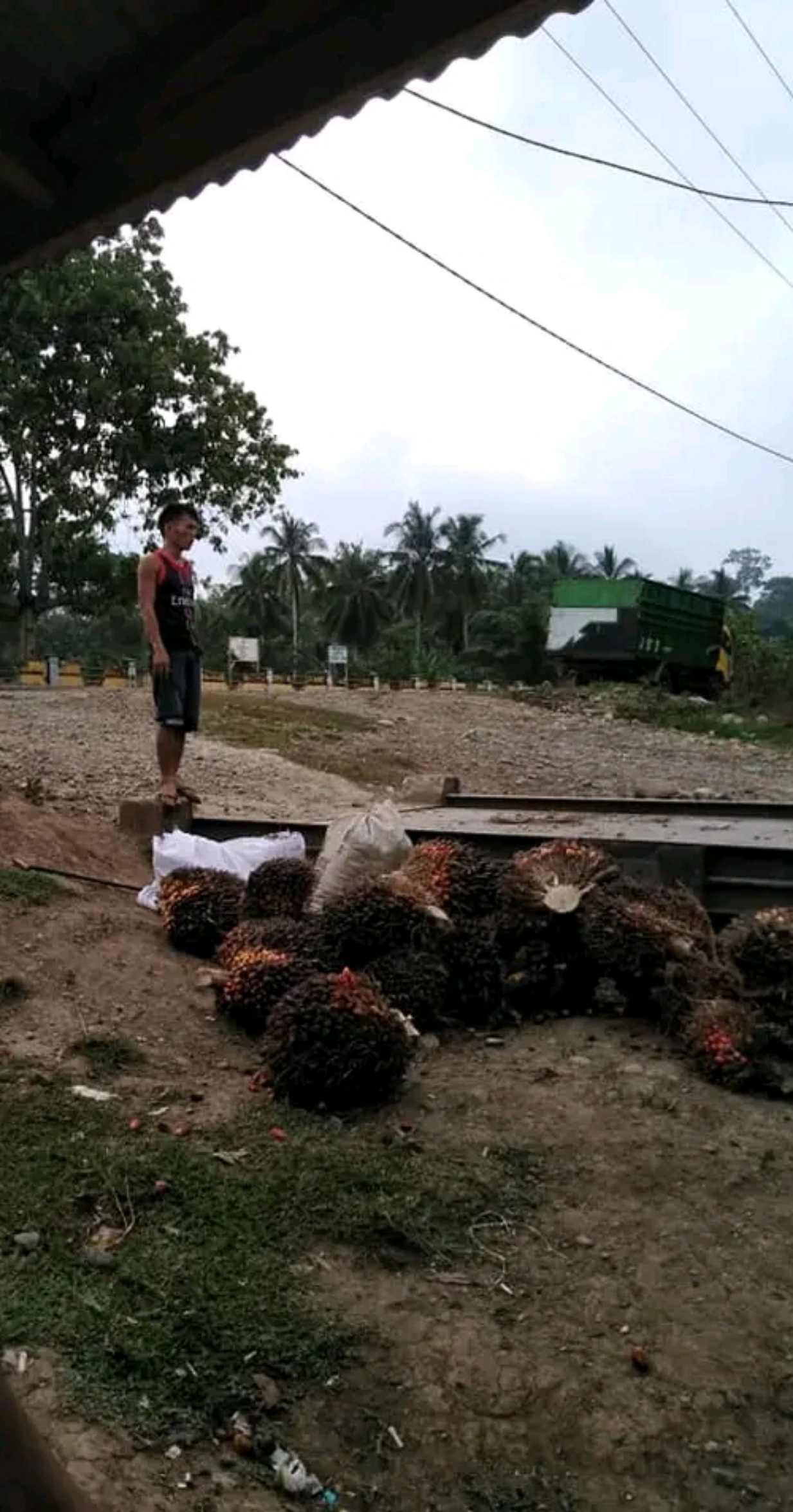 Pabrik Sawit Tutup, Alasannya Tangki Penuh