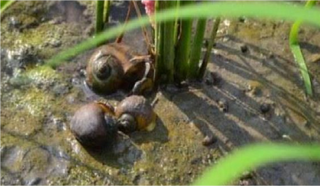 Ekstrak Daun Pepaya dan Buah Maja jadi Pestisida Nabati Pengendali Keong Sawah, Ini Caranya