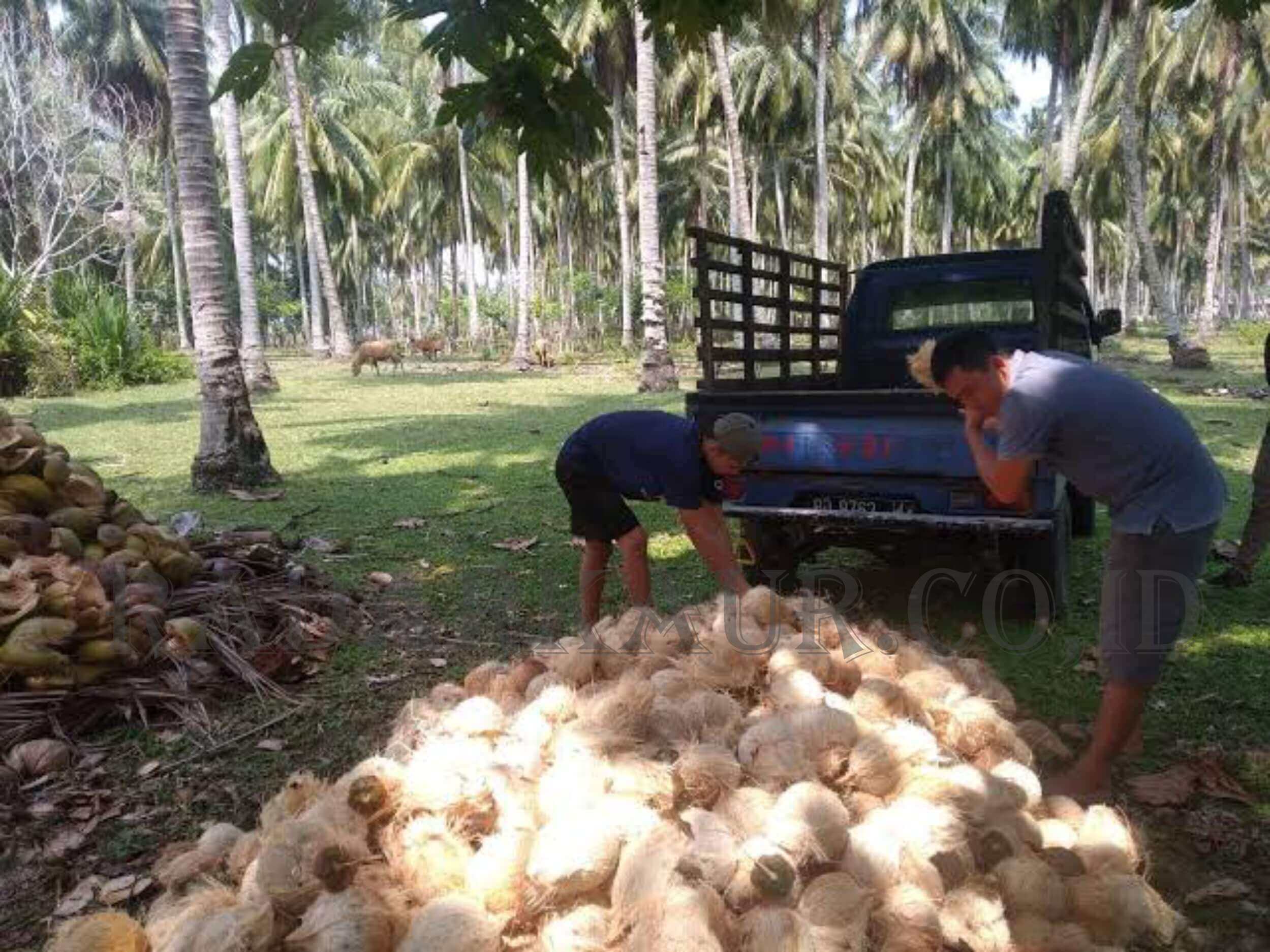 Seperti Sawit, Harga Kelapa Dalam Masih Belum Stabil