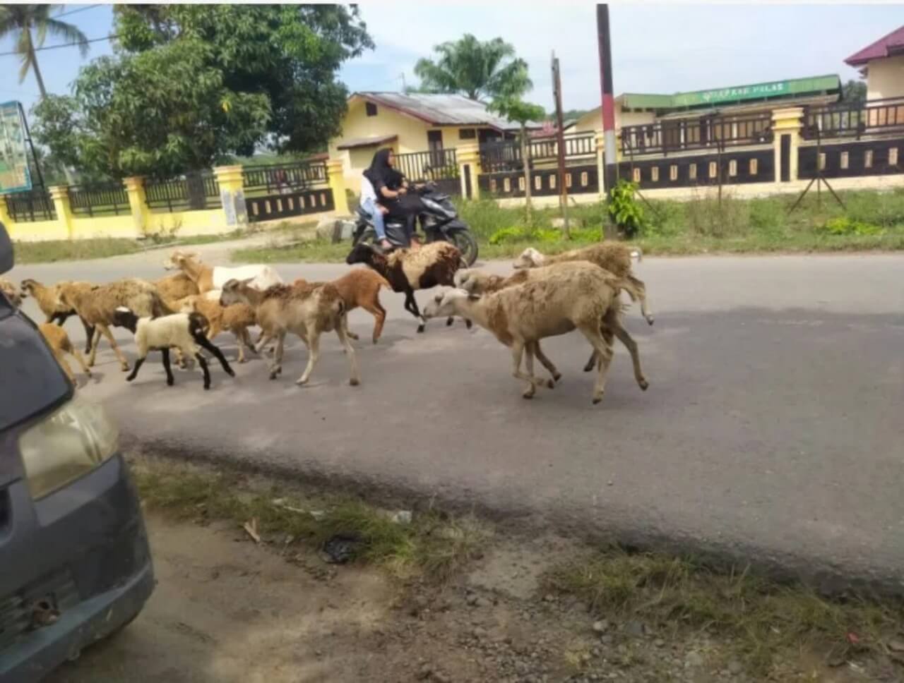 Kambing Fashion Show di Jalan, Suami Istri Ini Luka dan Patah Kaki