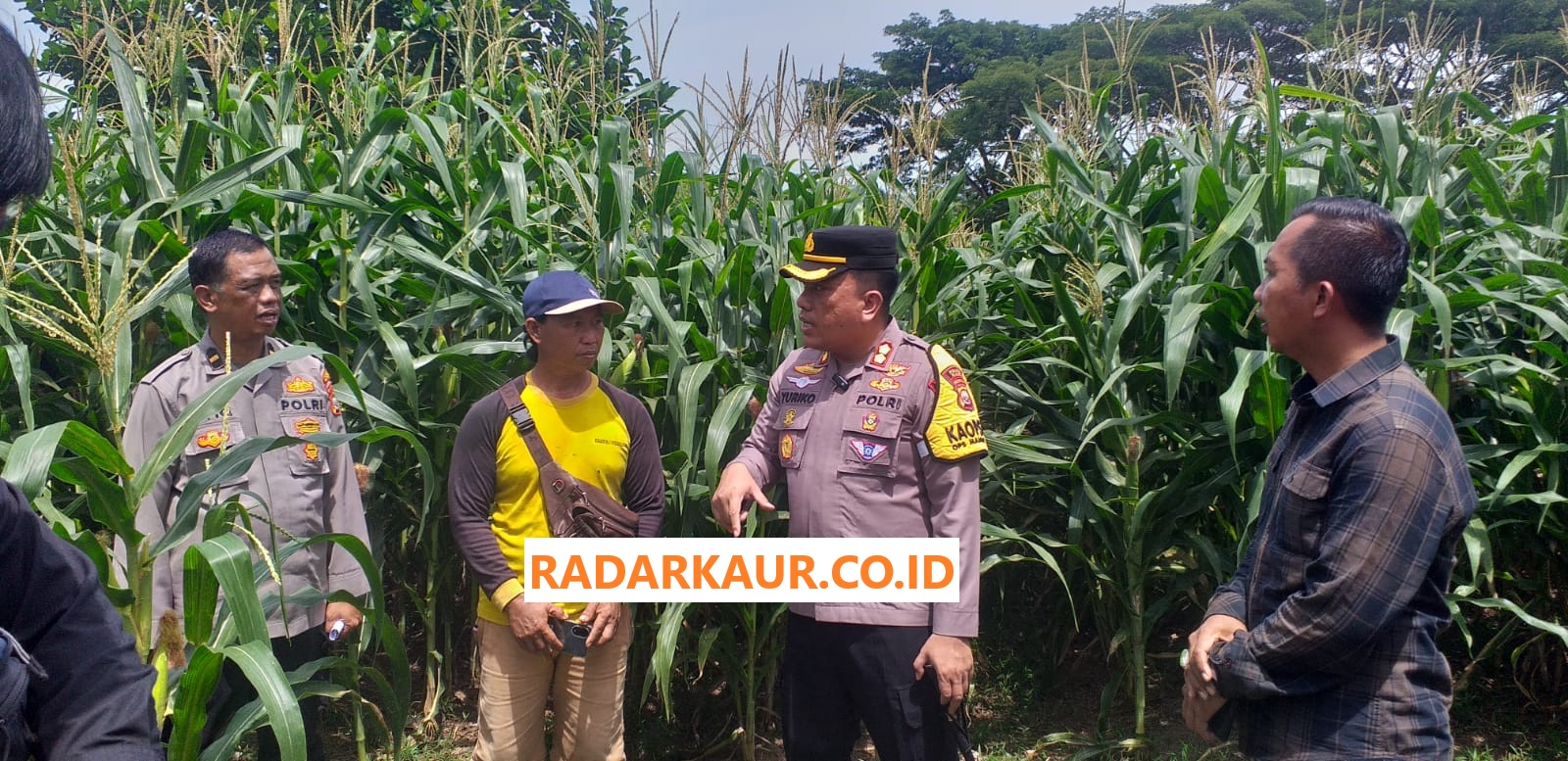 Kapolres Kaur Puas, Kebun Jagung Program Ketahanan Pangan Binaan Siap Panen