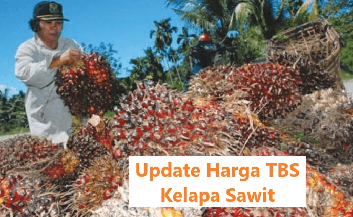 Update Harga TBS Kelapa Sawit di Provinsi Bengkulu Periode 7 Februari 2025