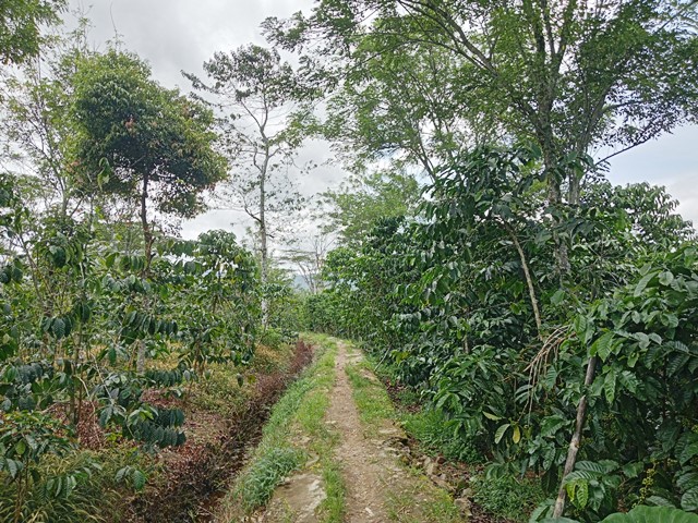Jalan Pulang Kedaulatan Perempuan Petani Kopi