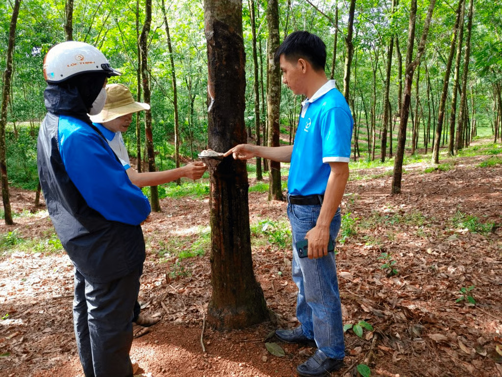 Vietnam dalam Industri Karet Internasional, Huy Anh Rubber Perkuat Kepatuhan EUDR dengan KOLTIVA