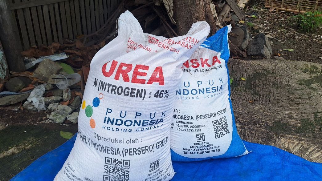 Kuota Pupuk Urea Subsidi Untuk Kabupaten Kaur Turun
