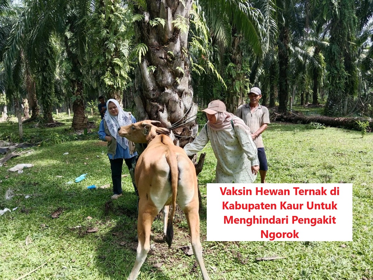 Sapi dan Kerbau Terjangkit Penyakit Ngorok, Distan Kaur Terima 100 Dosis Vaksin, Ini Cara Menghindari