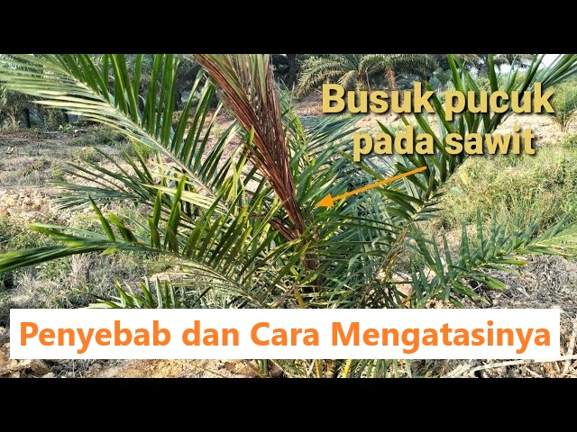 Penyebab Busuk Pucuk Pada Kelapa Sawit dan Cara Mengatasinya