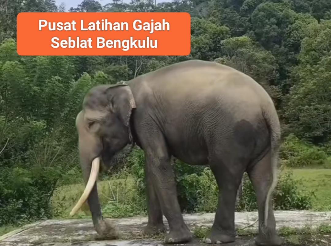 Bagaimana Cara Berpetualang sambil Berwisata di Pusat Latihan Gajah Seblat Bengkulu? Simak Yuk Pengalaman Seru