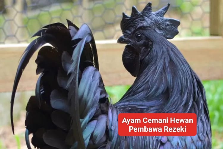 Ayam Cemani Dipercaya sebagai Hewan Pembawa Rezeki, Kolektor Rela Beli Puluhan Juta Rupiah jika Asli!