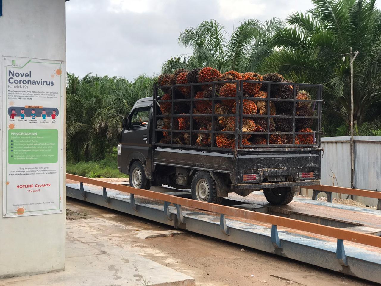 Petani Sawit Terjepit, Apkasindo Desak Pemerintah Tera Ulang Timbangan di Ramp dan Atur Harga Pembelian 