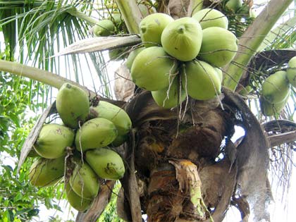 Sudah Tahu Belum? Berikut Manfaat dan Khasiat Buah Kelapa Dalam buat Kesehatan Tubuh