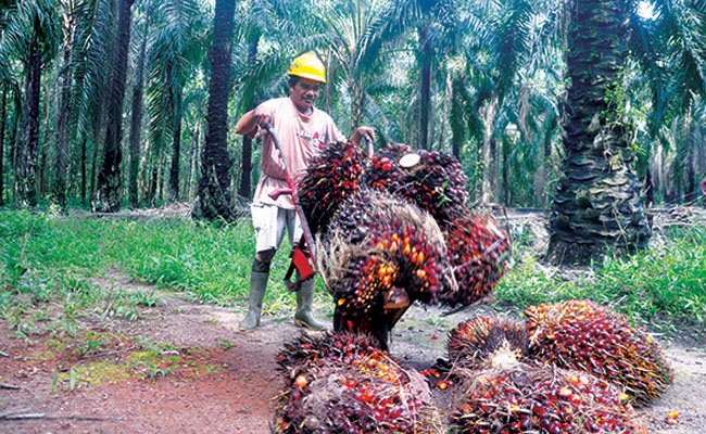 Ada Harapan Naik Lagi, Sudah 2 Hari ini, Harga TBS Tingkat Petani Rp 1.000