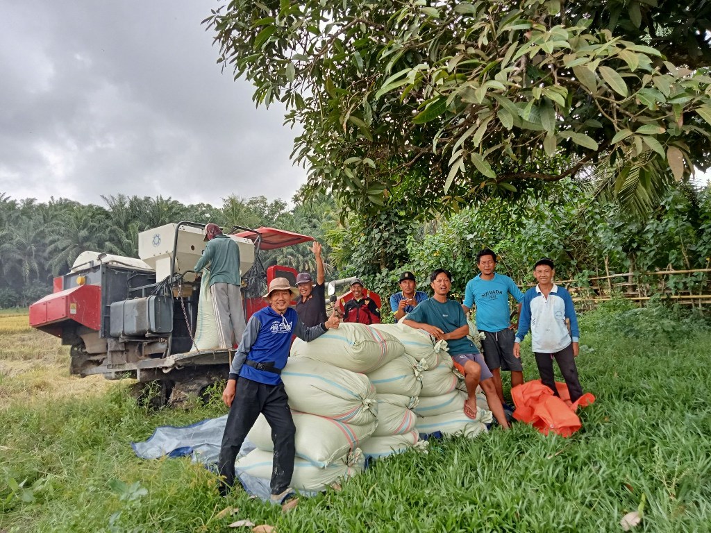 Kabar Baik dari Bengkulu, Produksi Padi Diproyeksi Menguat