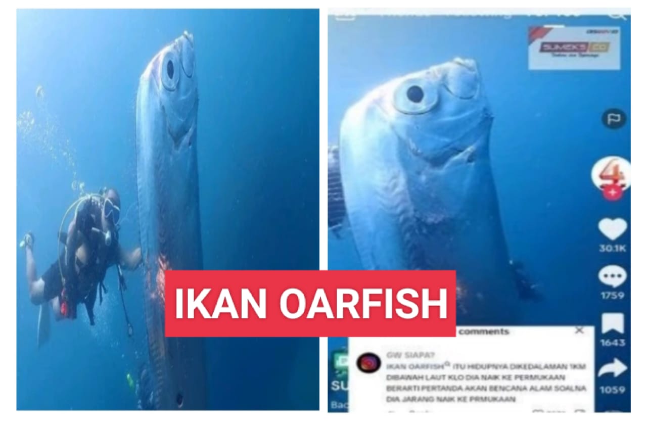 Bagaimana Kemunculan Ikan Oarfish di Taiwan Dikaitkan dengan Mitos Tanda Kiamat? Simak Penjelasannya