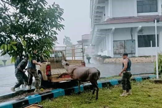 Ngantor di Halaman Kantor Pemkab BS, Sapi Ditangkap Satpol-PP