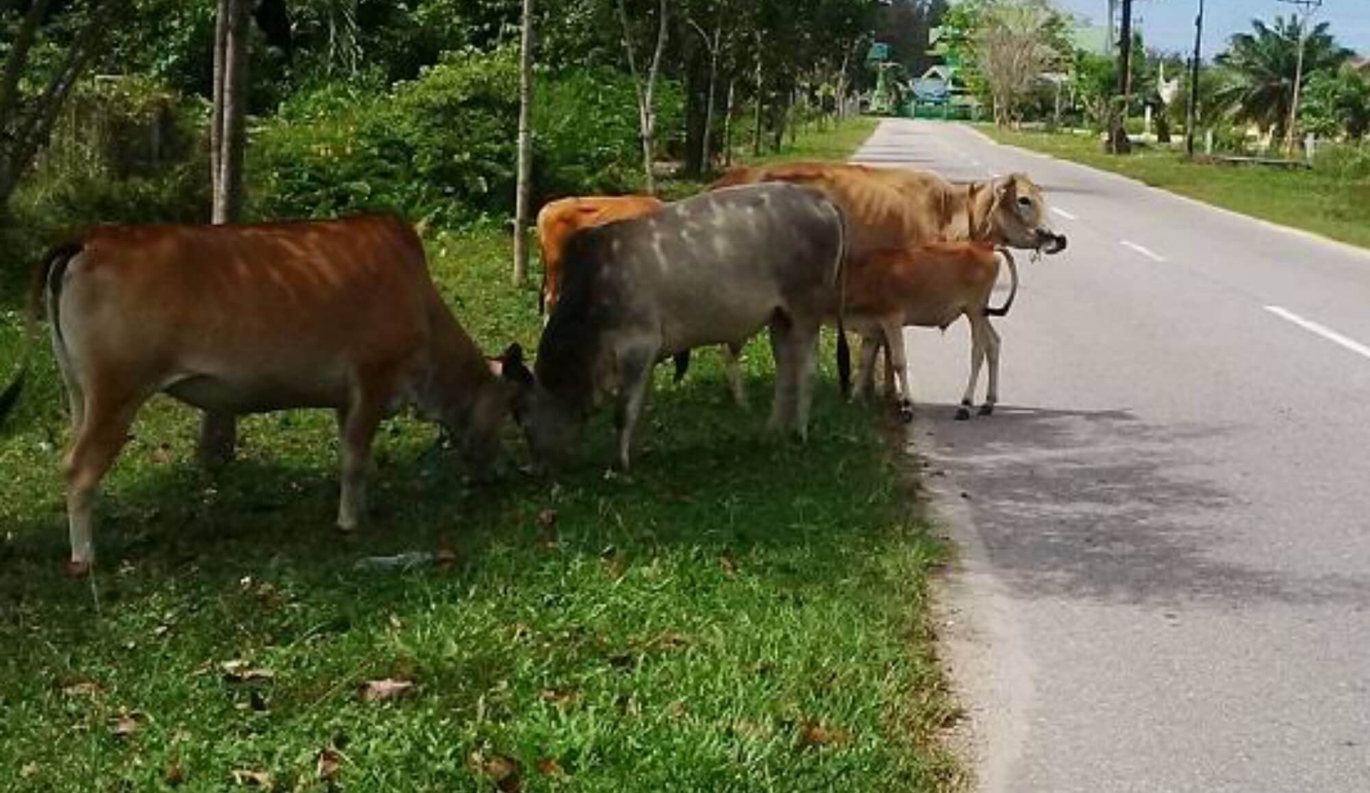 Ternak Sebabkan Kerugian, Pemilik Memilih Bungkam