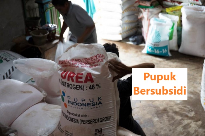 Pupuk Subsidi Untuk Tanaman Perkebunan, Bagaimana Tanaman Kelapa Sawit? 