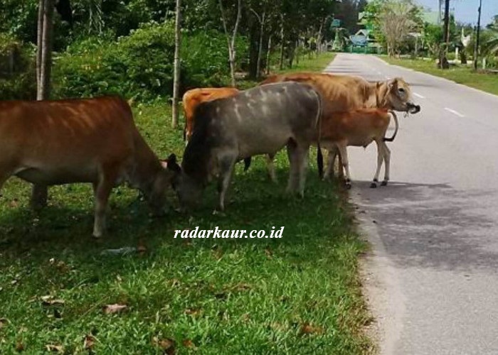 Kaur Selatan dan Tetap sebagai Pilot Project Operasi Tembak Bius Ternak Liar di Kabupaten Kaur