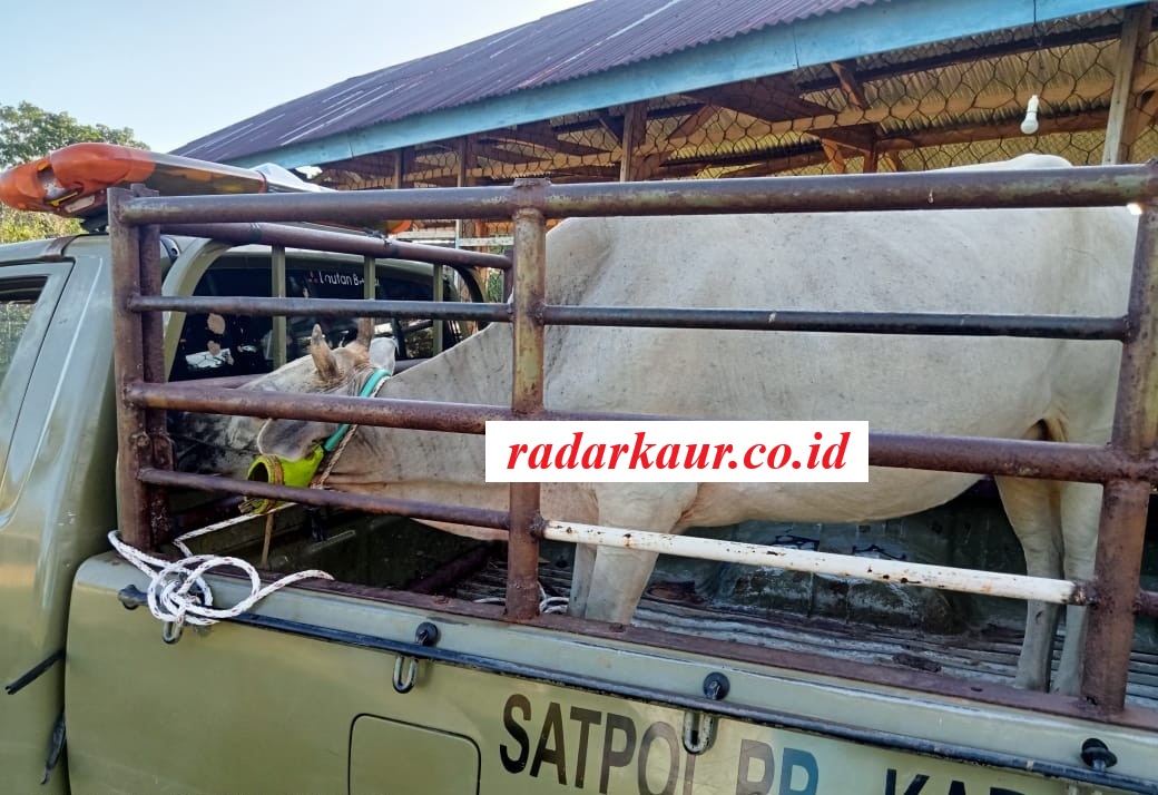 2 Ekor Hewan Ternak Berkeliaran Kena Tembak Bius Tim Gabungan Kabupaten Kaur