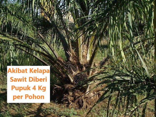 Akibat Kelapa Sawit Diberi Pupuk 4 Kg per Pohon, Hasilnya justru Mengejutkan