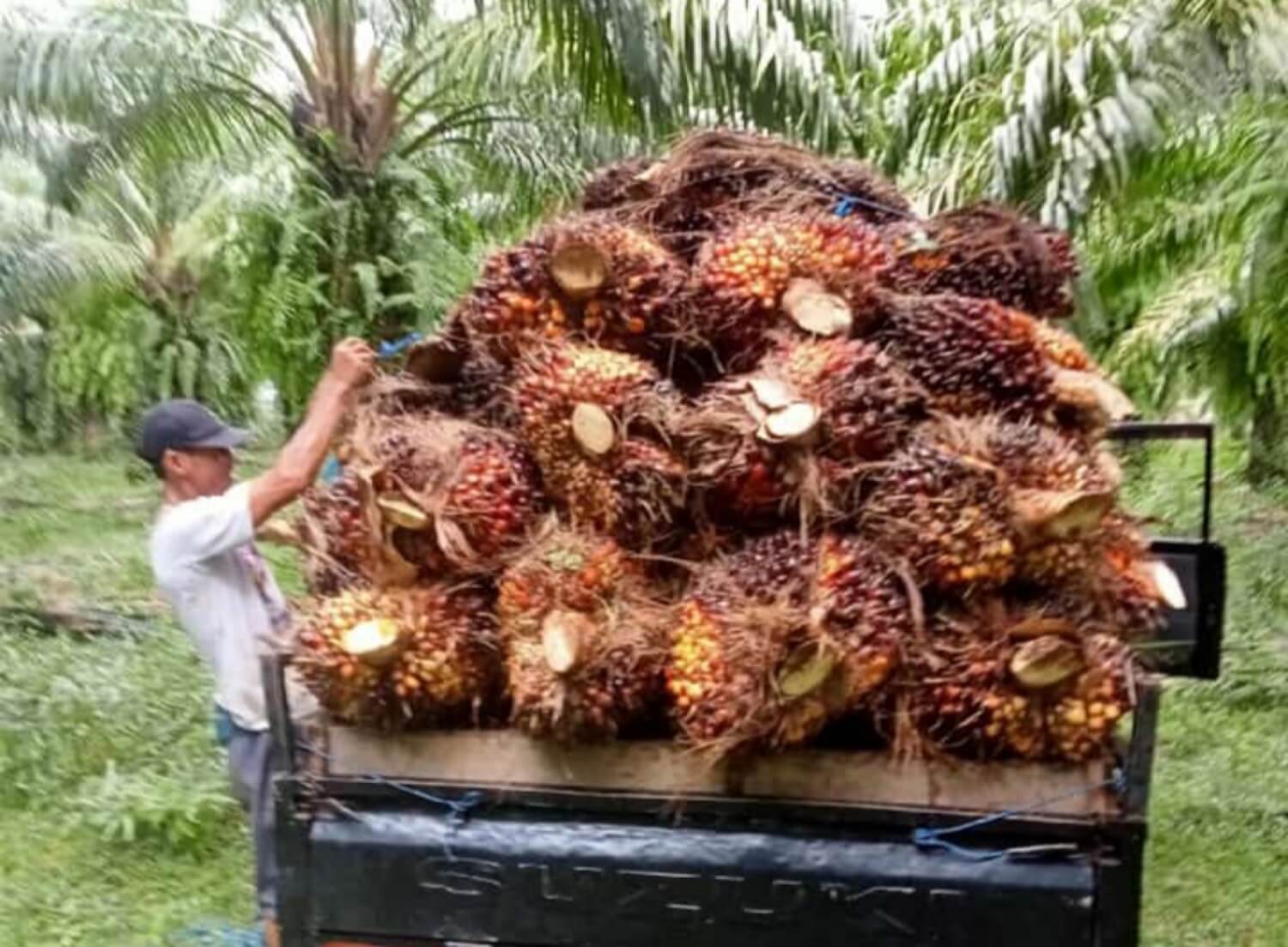 Horee, Petani Sawit Menang Banyak, BBM Sawit mulai 1 Februari mulai Tersedia di SPBU