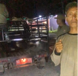 Satpol PP Kaur Operasi Penertiban Ternak Hingga Subuh, Penegakan Perda Nomor 4 Tahun 2025