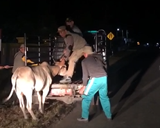 Puncak Arus Balik, Satpol PP Kaur Operasi Malam Hari, Amankan Sapi 2 Ekor