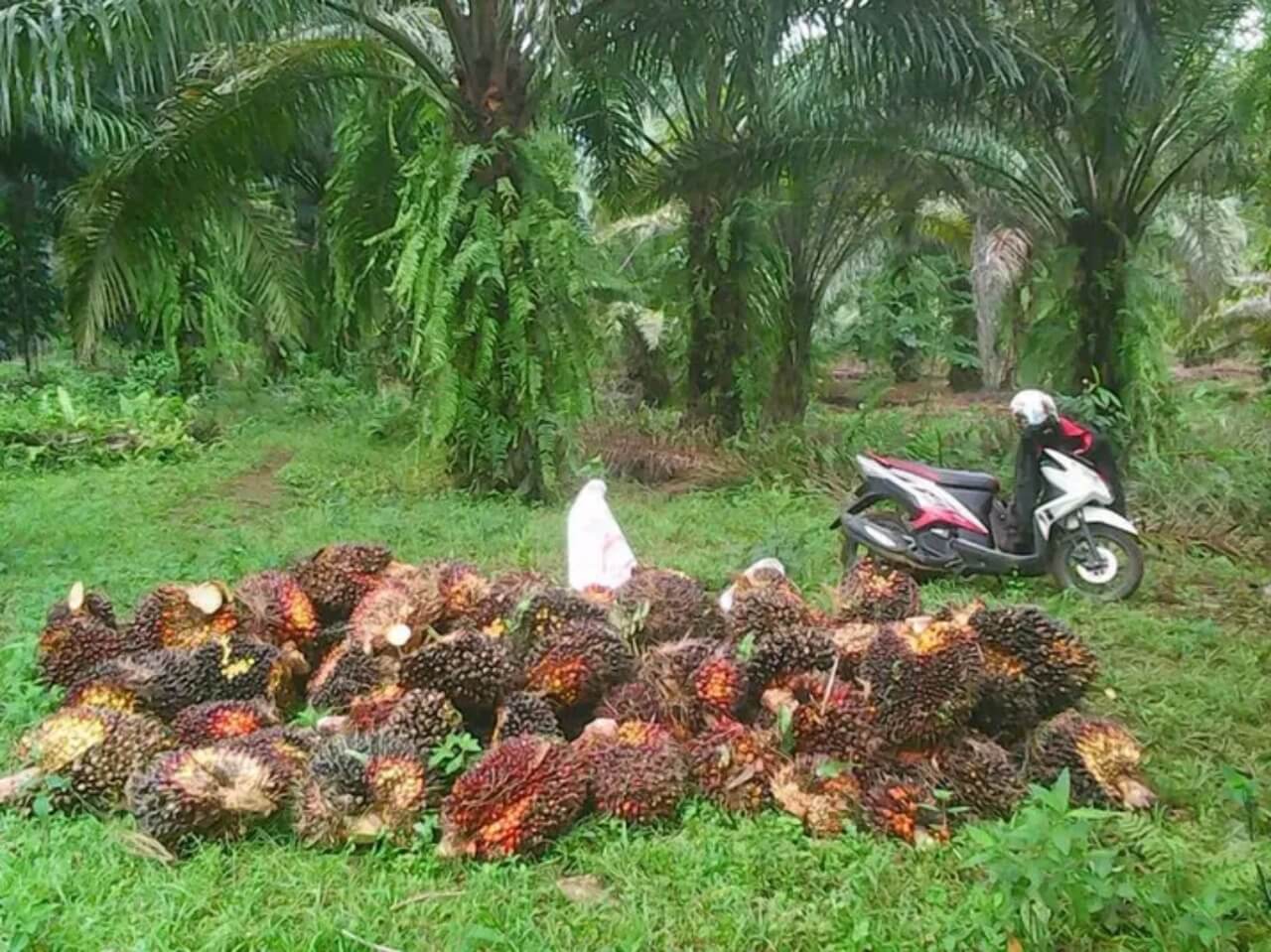Mengapa Pendapatan Bersih Petani Sawit di Provinsi Bengkulu Dibawah UMP 2024, Berikut Penyebabnya!