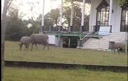 TERLALU, Bukannya Dukung Tertib Ternak, Oknum Pejabat Eselon 3 Pemda Kaur Ini 'Maksa' Minta Keringanan Denda