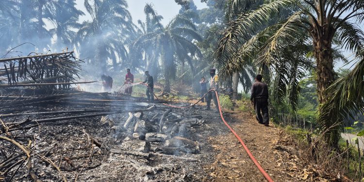Kabupaten Kaur Terparah Karhutla, Ratusan Hektar Lahan Terbakar di Provinsi Bengkulu