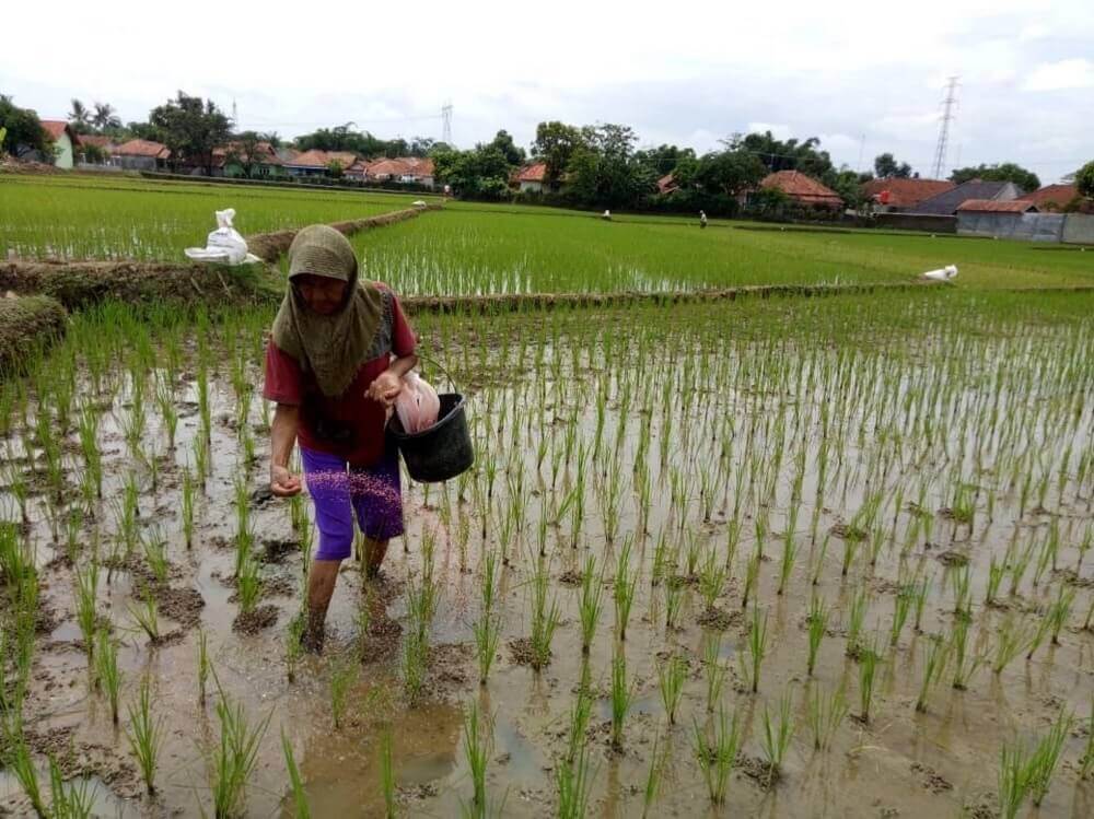 Sawah Sekase Tidak Serentak Tanam Padi