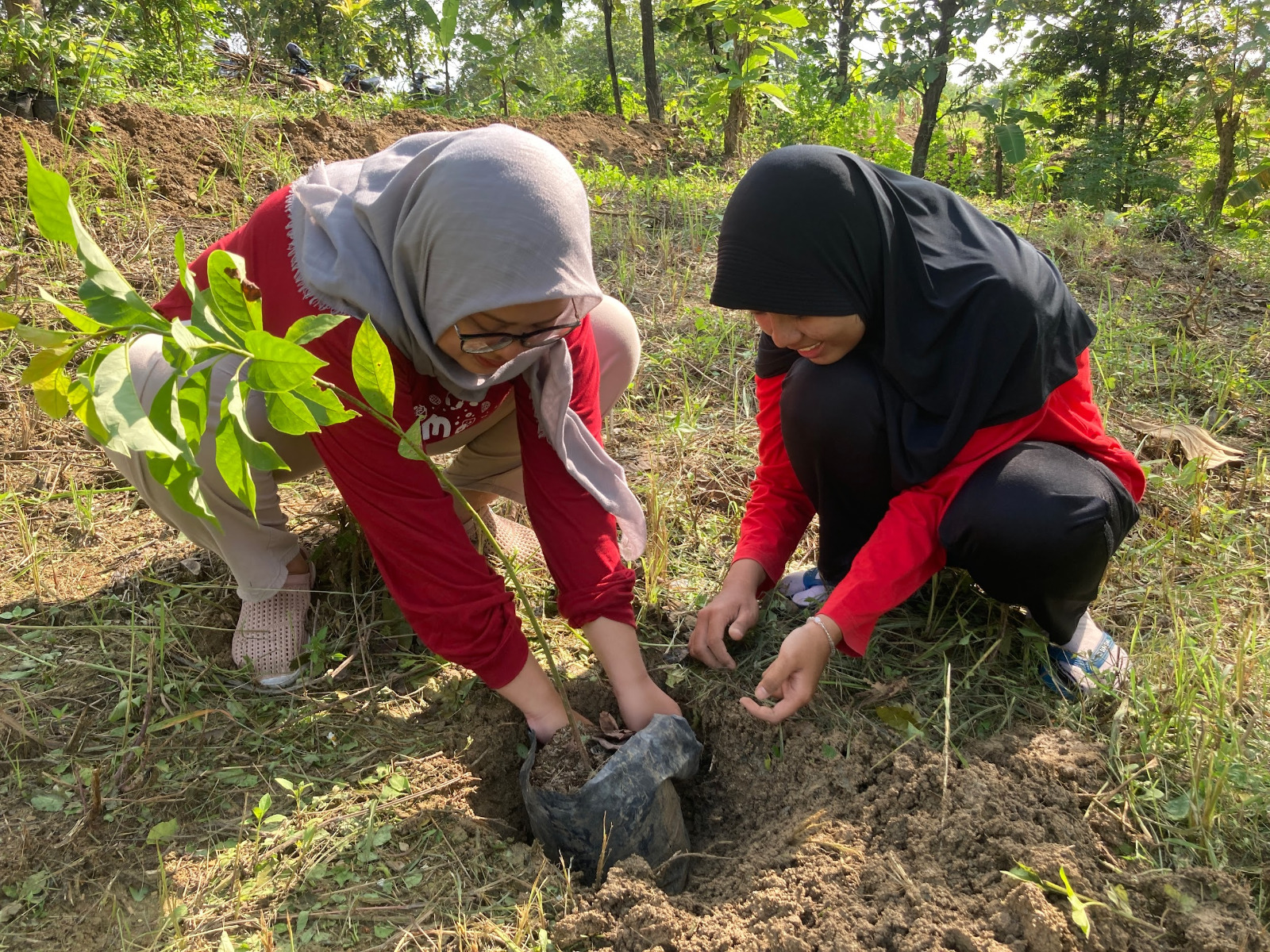 294 Pohon Alpukat Ditanam di Semarang dalam Inisiatif LindungiHutan