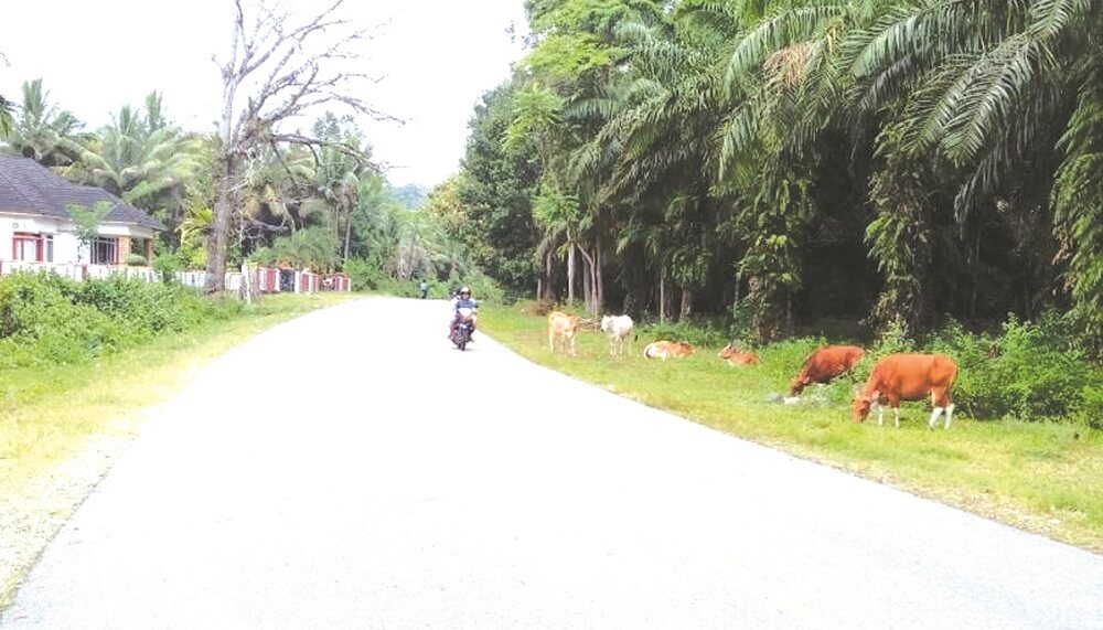 Ternak di Kaur Masih Berkeliaran di Jalan Raya