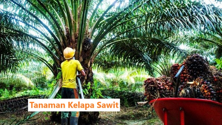 Agar TBS Kelapa Sawit Besar dan Berat, Ini 5 Jenis Pupuk yang Wajib Diberikan