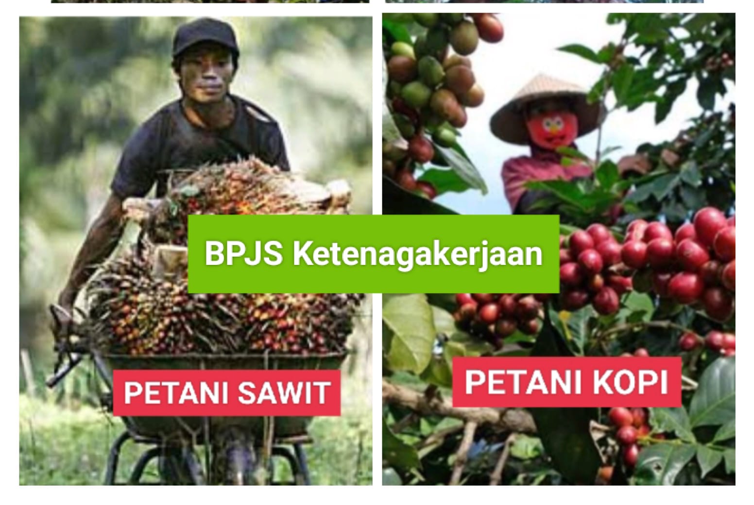 Petani Sawit dan Kopi bisa Daftar, Simak Cara Daftar BPJS Ketenagakerjaan dengan Mudah