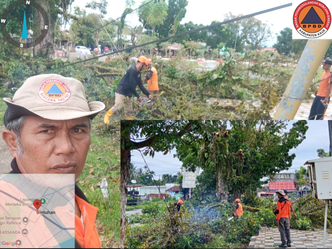 Penataan Pusat Kota, BPBD dan DLH Kaur Pangkas Dahan Pohon di Jalur Protokol