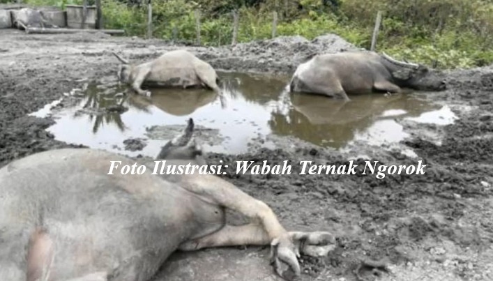 Wabah 'Ngorok' Serang Ternak Sapi dan Kerbau di Kaur, Dinas Pertanian Lakukan Ini