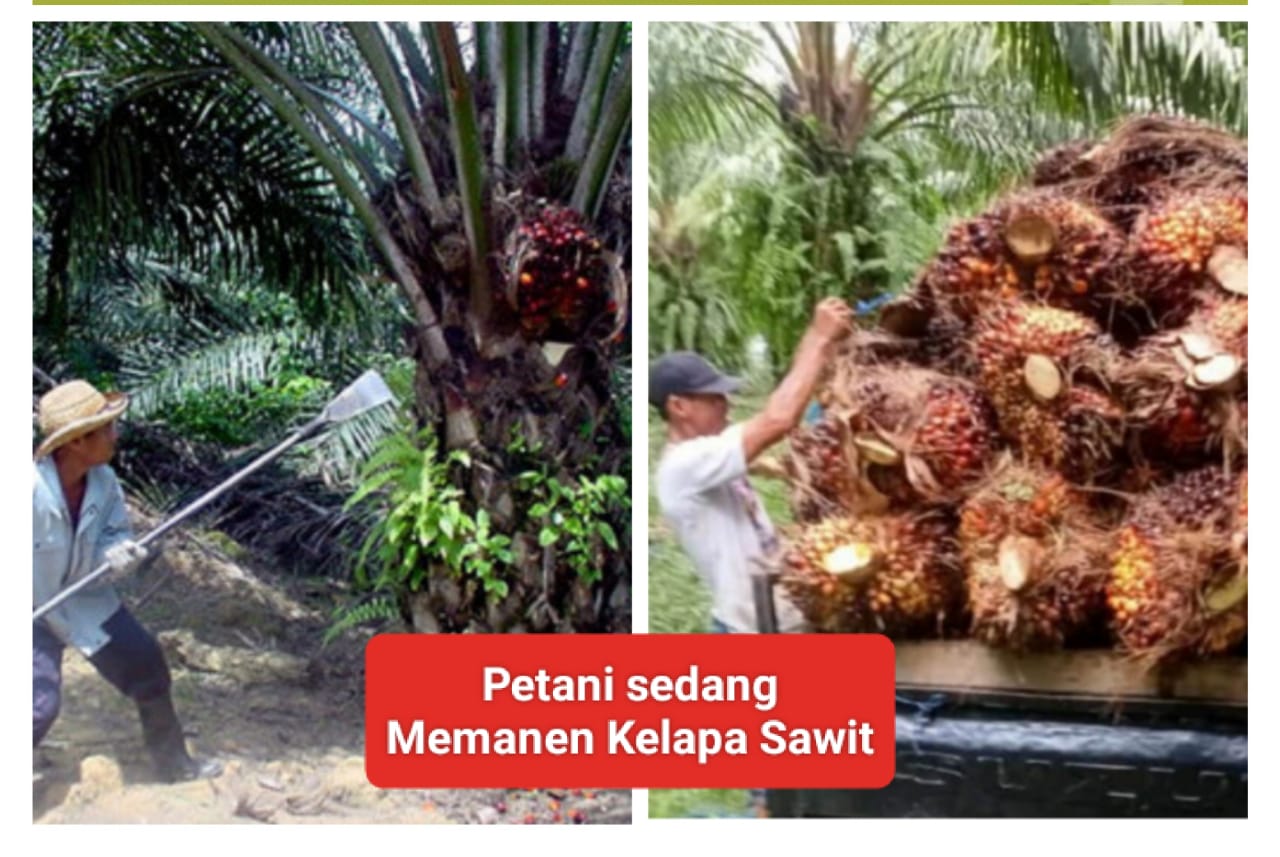 DBH Sawit Provinsi Bengkulu 2024 Turun Tajam dibanding 2023, Berapa DBH Sawit Kabupaten Kaur?