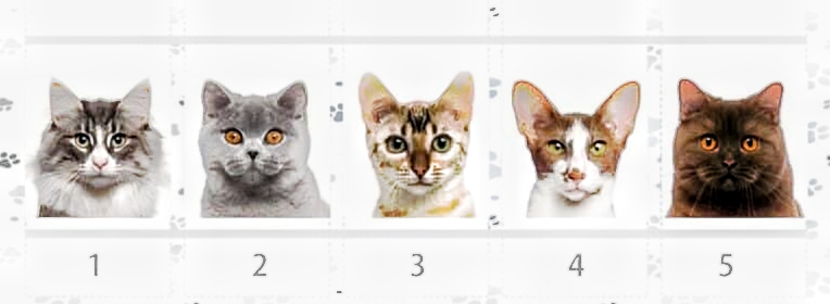 Tes Kepribadian: Bisakah Anda mempercayai intuisi Anda? Pilih salah satu kucing cantik ini untuk menemukannya!