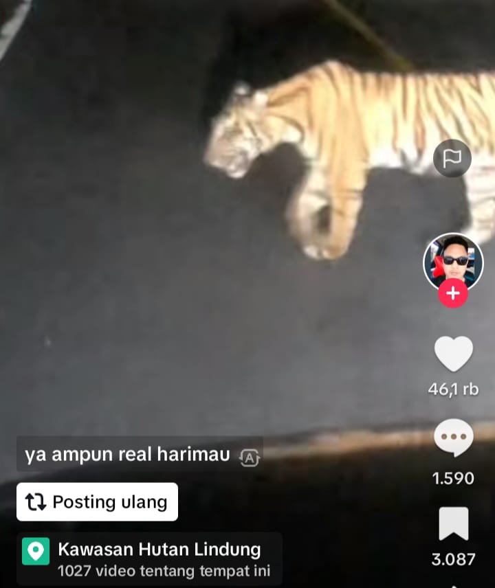 Seekor Harimau Sumatera Terekam Melintasi Jalinbar Sumatera Bengkulu-Lampung, Ada korban?