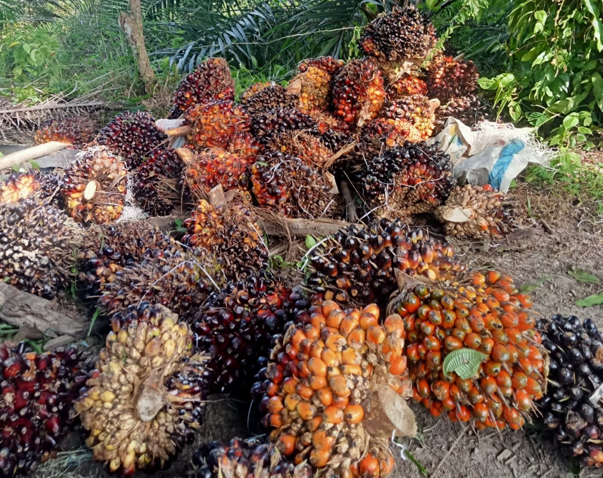 Harga TBS Sawit di Sini Pecah Rekor, Tembus Rp4.075 per Kilogram