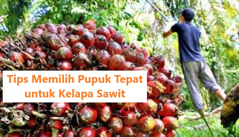 Tips Memilih Pupuk Tepat untuk Kelapa Sawit, Simak Kegunaan KCL MOP