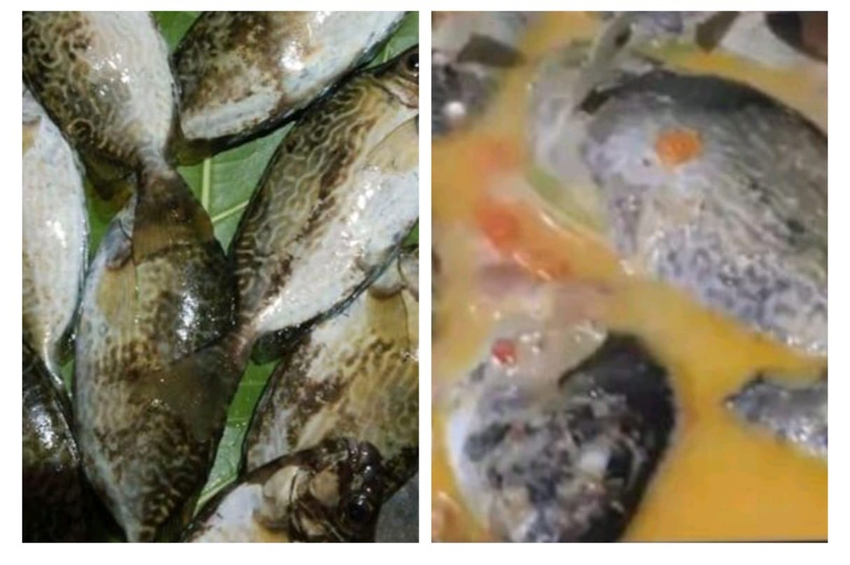 7 Gulai Khas Kabupaten Kaur Tinggi Protein, Cocok Buat Menu Sahur dan Buka Puasa!