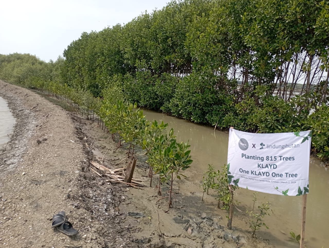 KLAYD dan LindungiHutan Tanam 815 Mangrove di Cirebon Demi Lingkungan