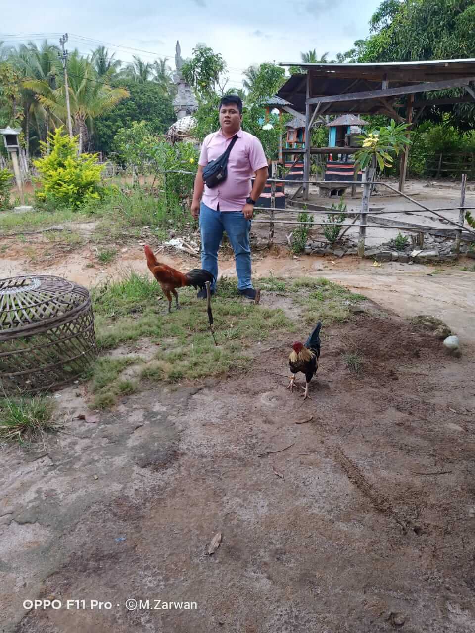 Gerebek Judi Sabung Ayam, Amankan 3 Ekor Ayam