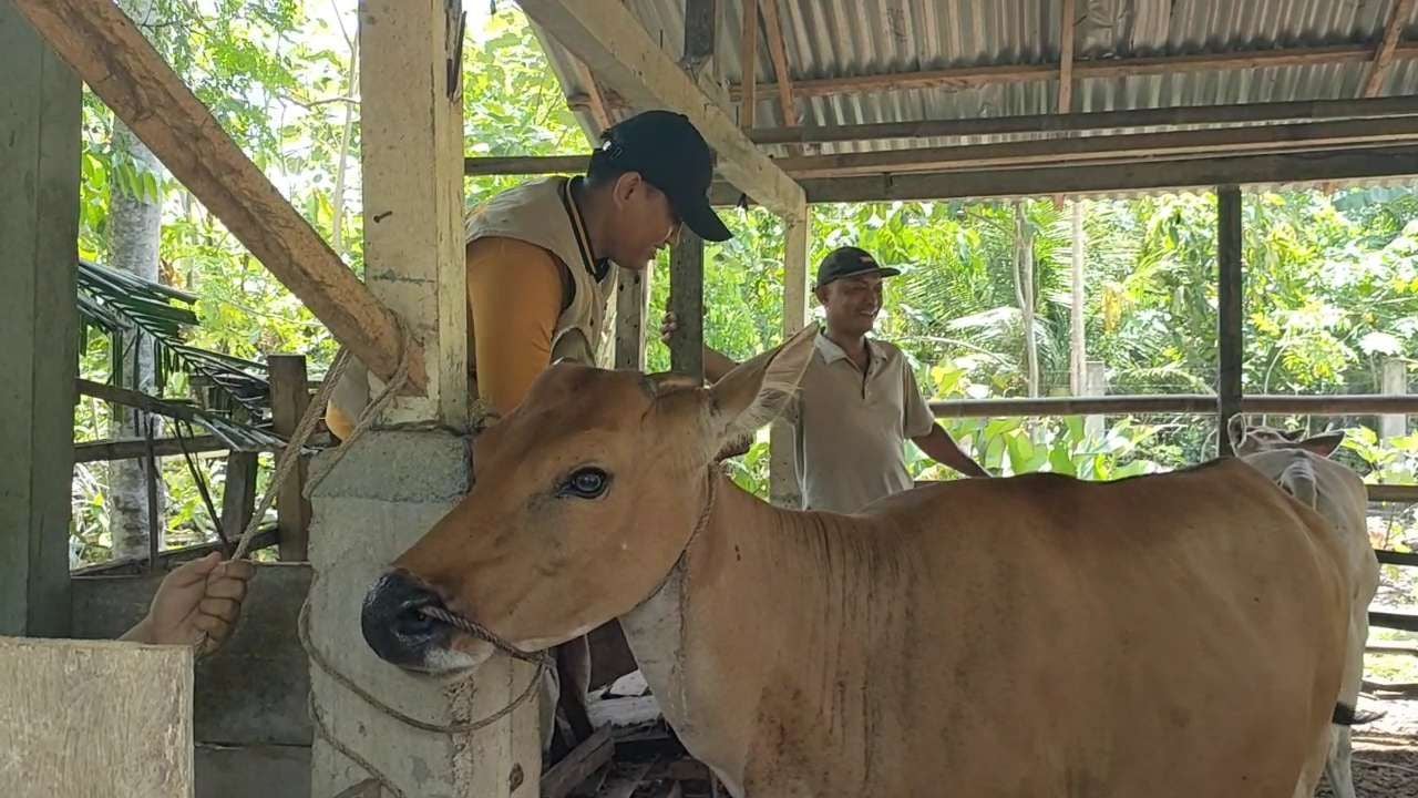 Sebulan, 131 Ternak Mati Terserang Penyakit SE