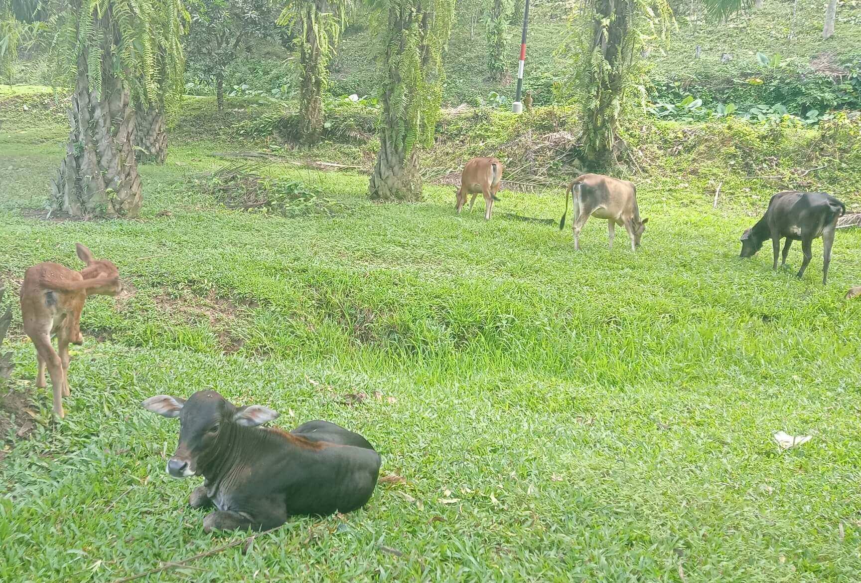  Ratusan Ekor Sapi Jadi Korban Jembrana